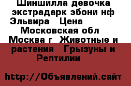 Шиншилла девочка экстрадарк эбони нф Эльвира › Цена ­ 6 000 - Московская обл., Москва г. Животные и растения » Грызуны и Рептилии   